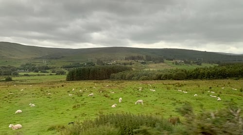 A field at the base of a hill in Ireland full of sheep. 