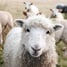 Episode 48-Sheep hear the voiec of their Shepherd