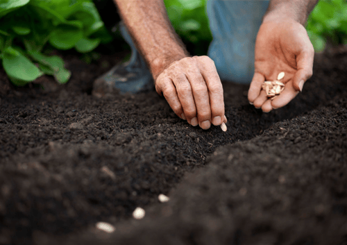 Planting seeds