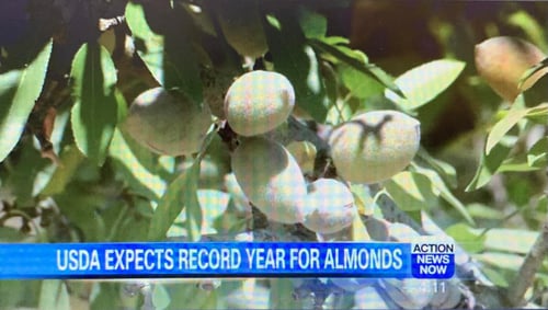 almond crop