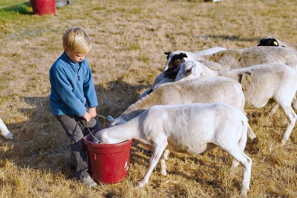 feeding lamb