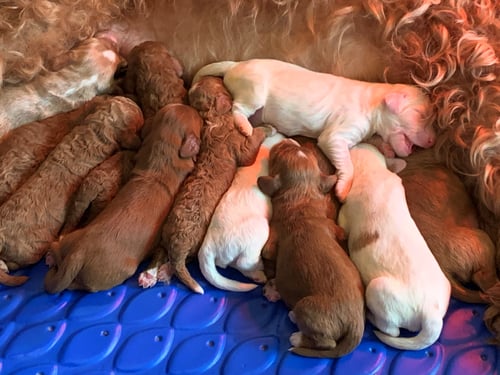 new born pups