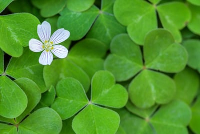 shamrocks-with-flower-