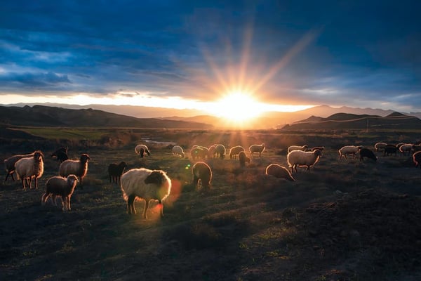sheep in heavenly light