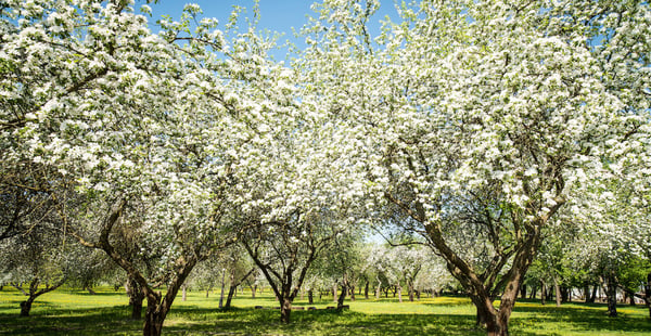 spring blossom trees