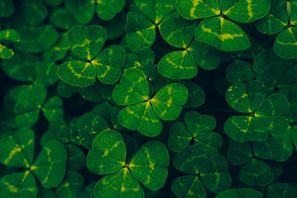 green clovers