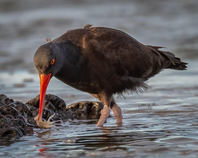 bird picking up  food in beak