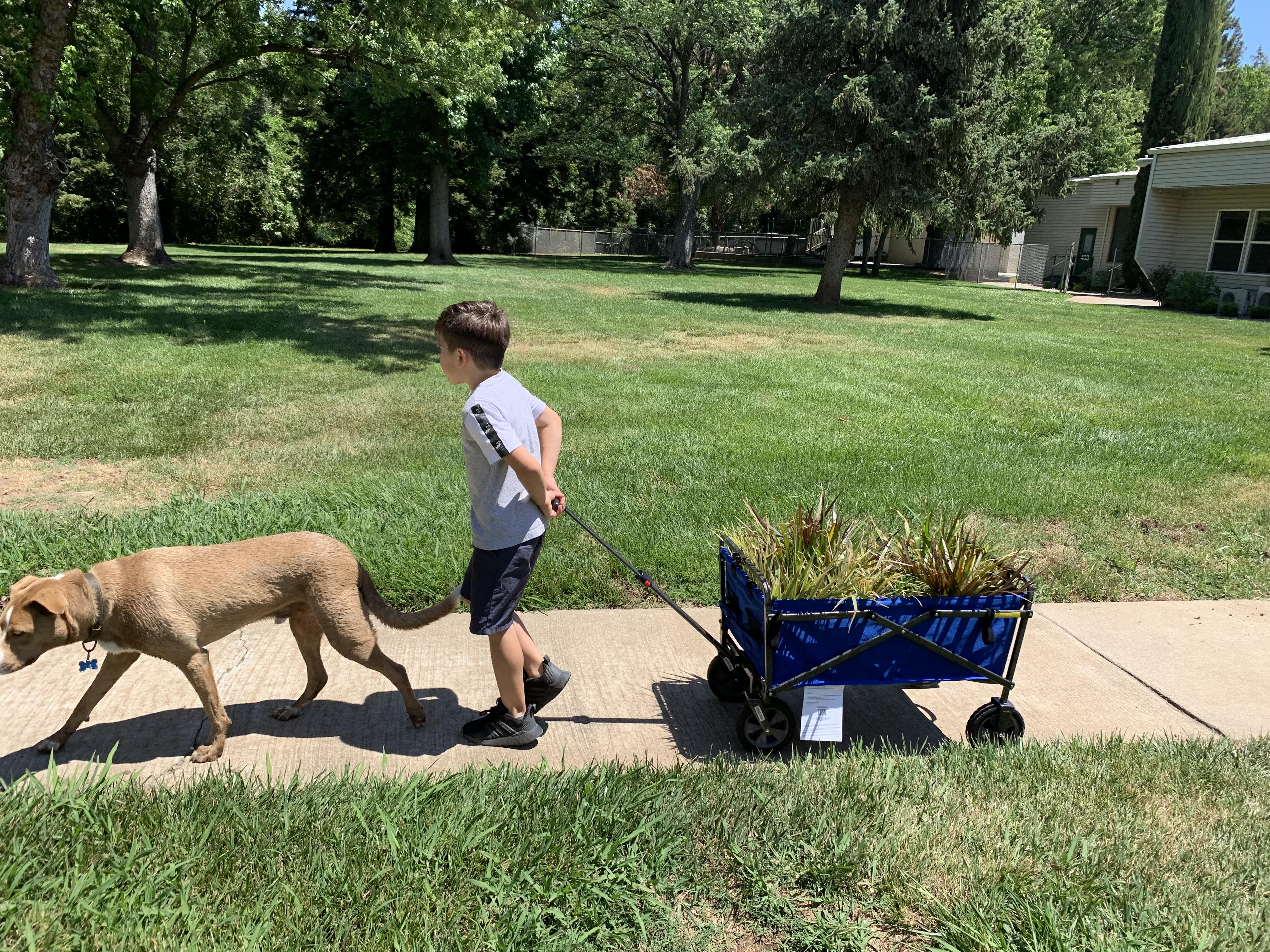 dog walking and kid pulling a wagon