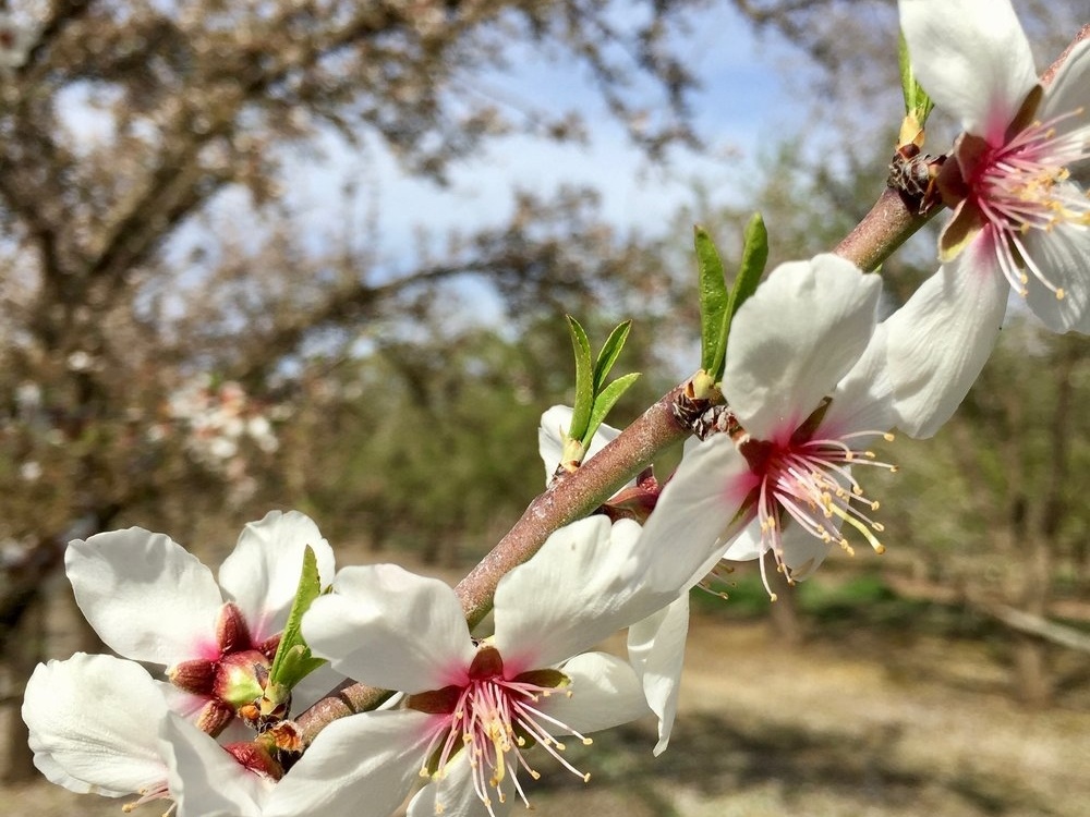 Blossoms-747503-edited