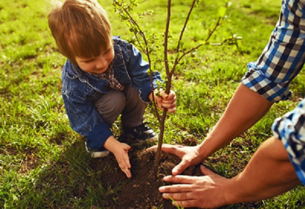 boy planting tree