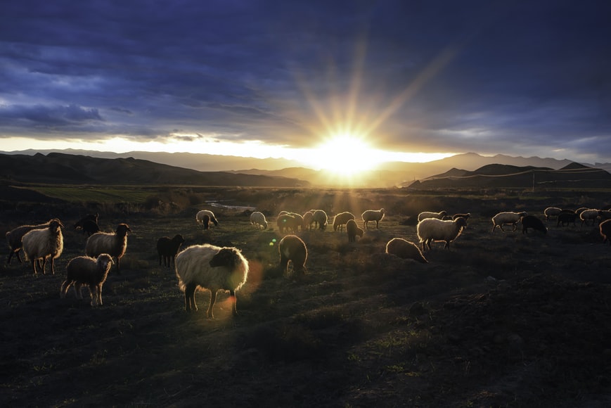 Sunrise over sheep